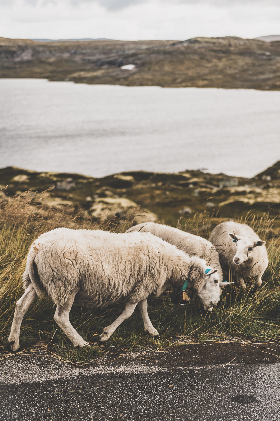 Road trip en Norvège en van aménagé