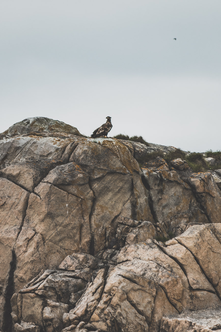 oiseau norvège