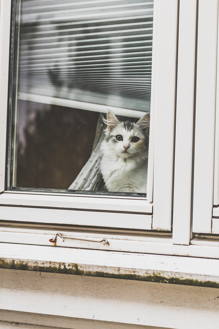 chat à Nordnes