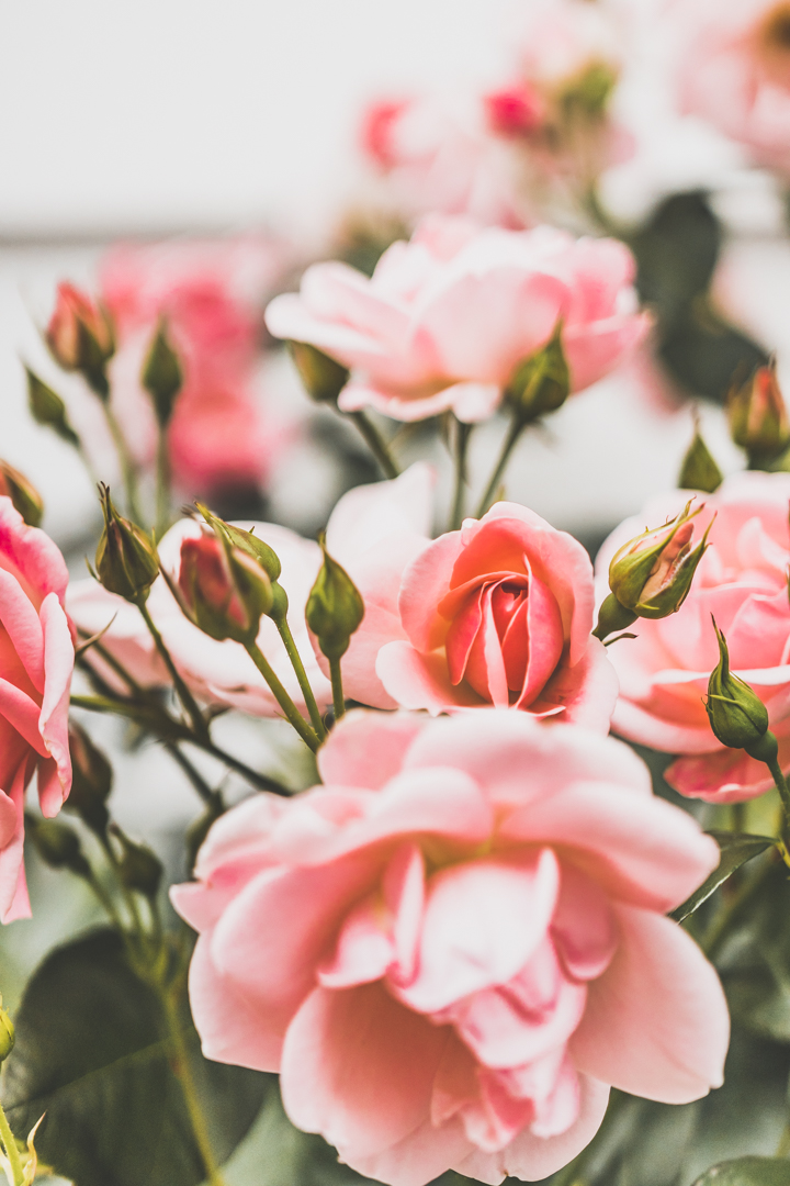 Fleurs à Bergen