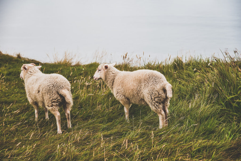 Animaux sur l'île de Runde 