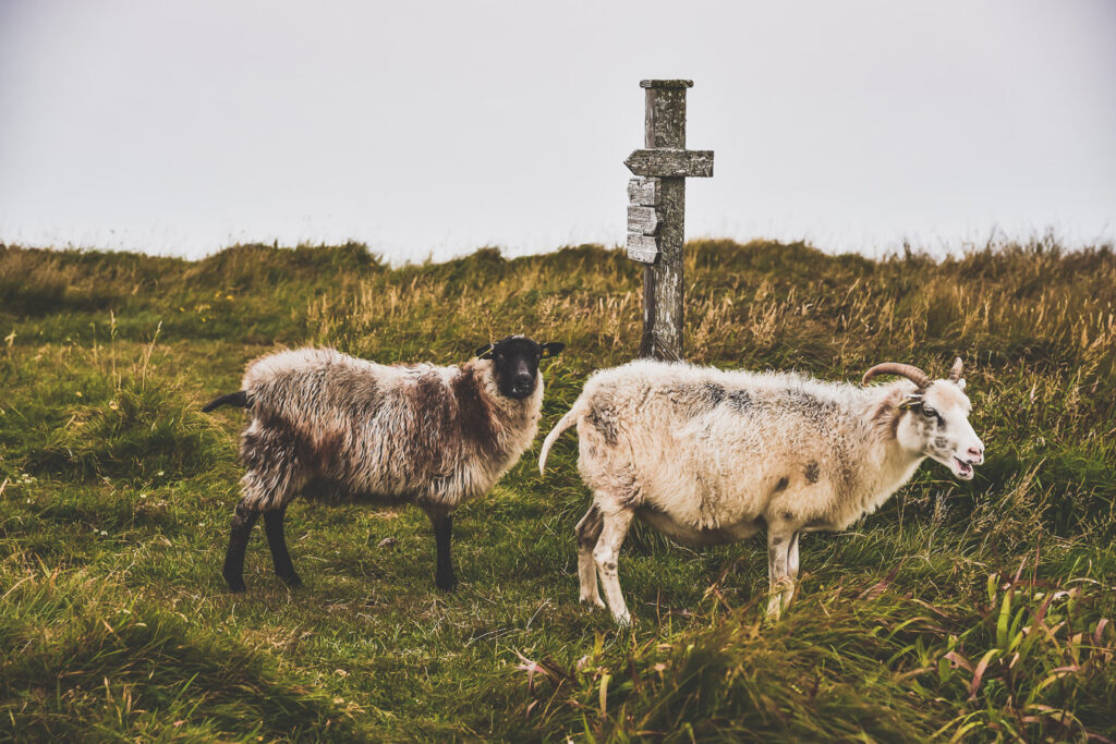 Animaux sur l'île de Runde 