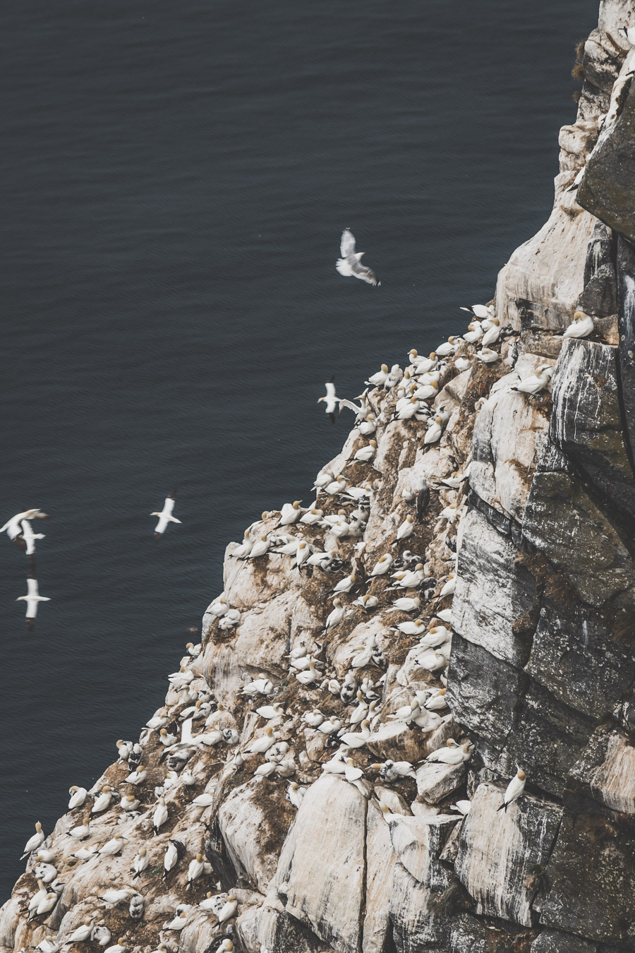 Oiseaux et macareux sur l'île de Runde en Norvège