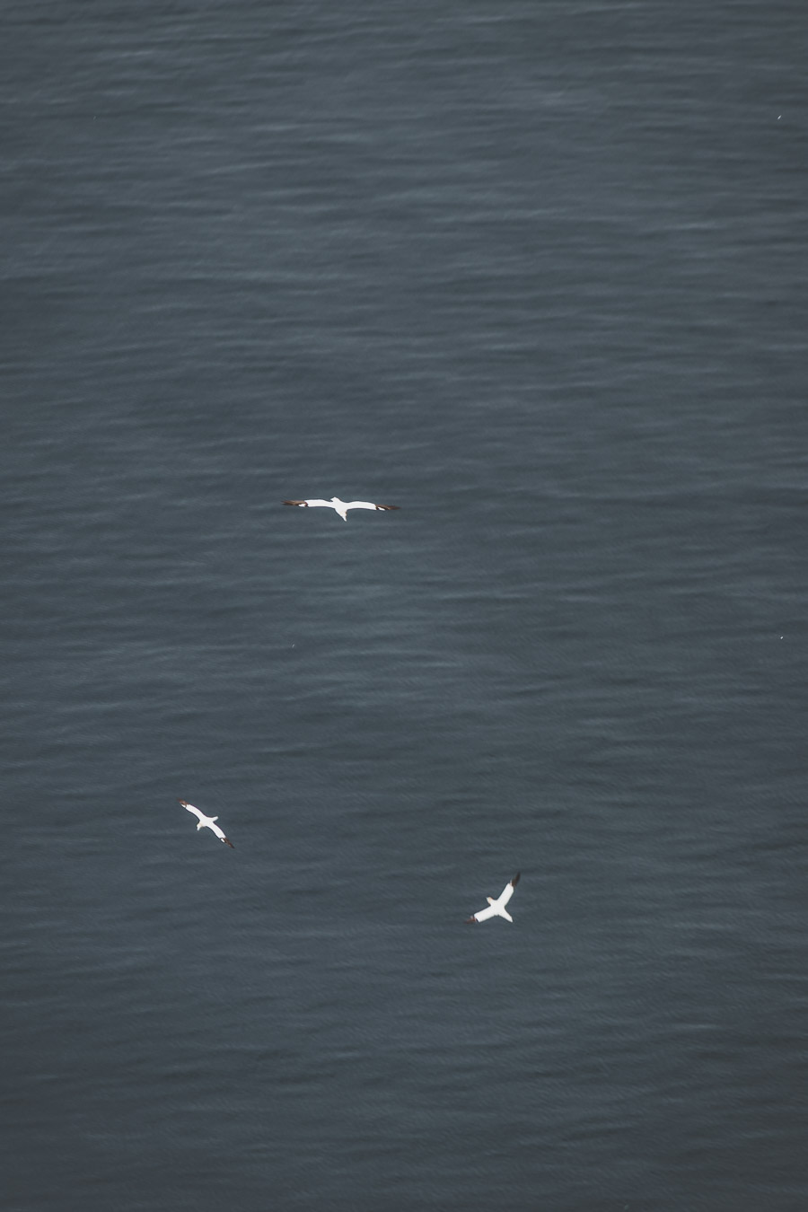 Oiseaux et macareux sur l'île de Runde en Norvège