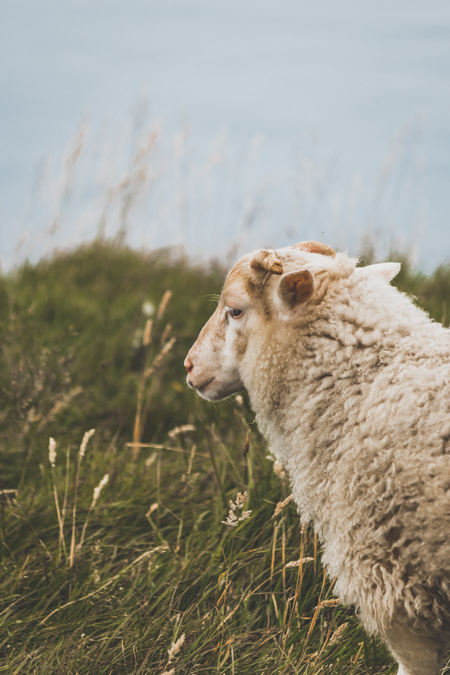 Animaux sur l'île de Runde 