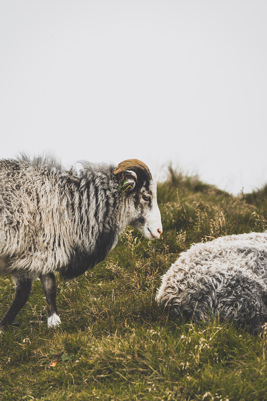 Animaux sur l'île de Runde 