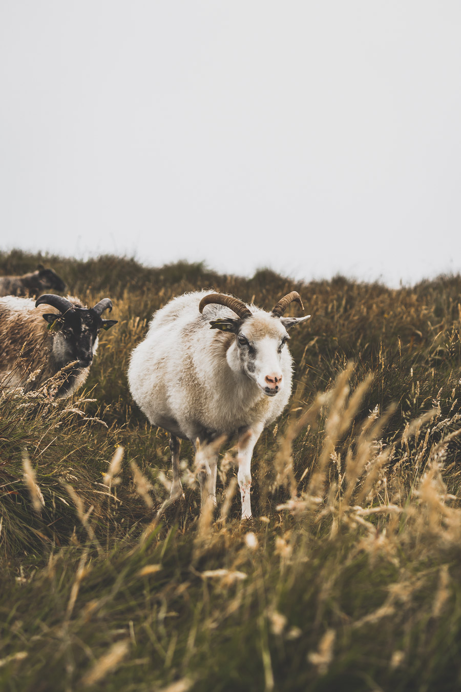 Animaux sur l'île de Runde 