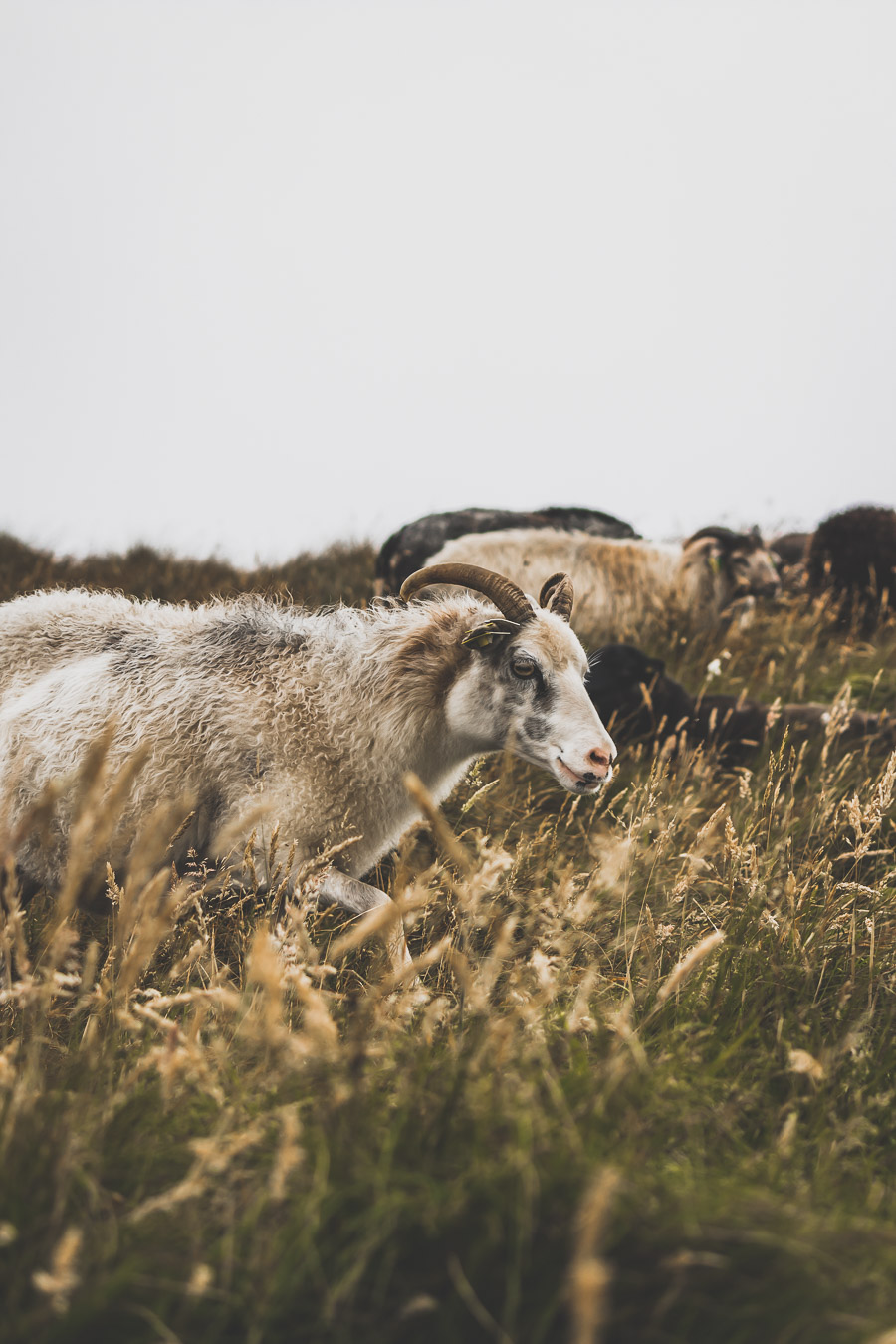 Animaux sur l'île de Runde 