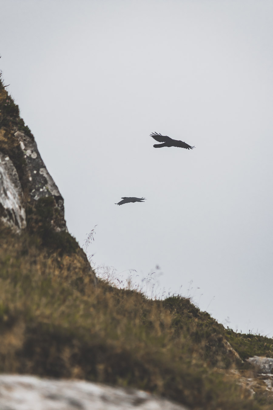 Oiseaux et macareux sur l'île de Runde en Norvège