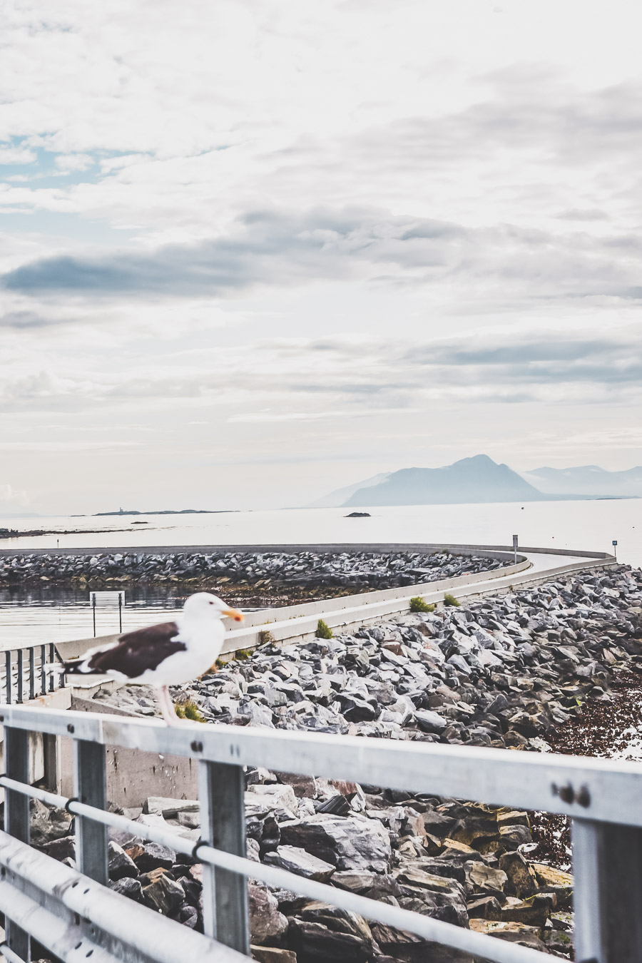 Visiter Runde au coeur des fjords de Norvège pour observer les oiseaux