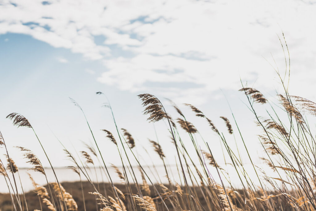 Vous planifiez un voyage en Occitanie et plus particulièrement de visiter l'Aude ? Jetez un œil à notre article ! #audetourisme #mer #vacances #été #summer #france #occitanie / Voyage en France / Vacances en France / Vacances à la mer / Tourisme Occitanie / Pyrénées / Aude France / Carcassonne / Road trip en France / Vacances a la mer / Vacances a la montagne / Vacances à la plage / Tourisme en France / Destinations de voyages / Destination voyage / Destinations magnifiques / Europe