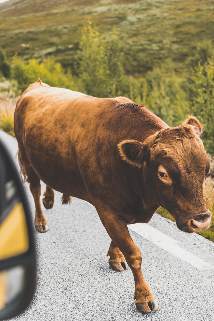 vache Norvège