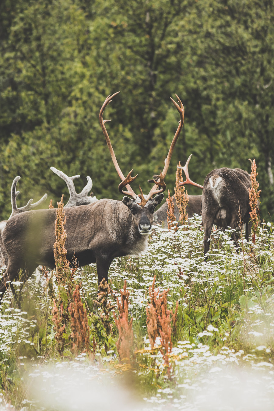 Tu souhaites faire un voyage en Norvège du Nord ? Découvre l'itinéraire de notre voyage en van (Tromso, Lofoten, Senja, Trondheim, Cap Nord) #norvège #vacances Voyage en Europe / Vacances Europe / Destinations de voyages / Bucket list travel / Idées de voyages / Europe travel / Scandinavie paysage / road trip norvege sud / Scandinavia / norvege paysage / norvege voyage / norvege aesthetic / Norvège du Nord / road trip norvege été / road trip en norvege / road trip van norvege / norvege van