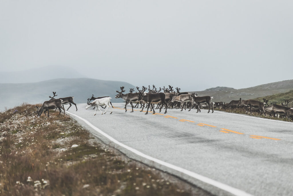 Voyage dans le Nord de la Norvège