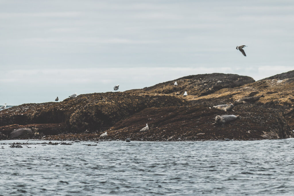 Nyksund - observation des macareux et des phoques en Norvège du Nord