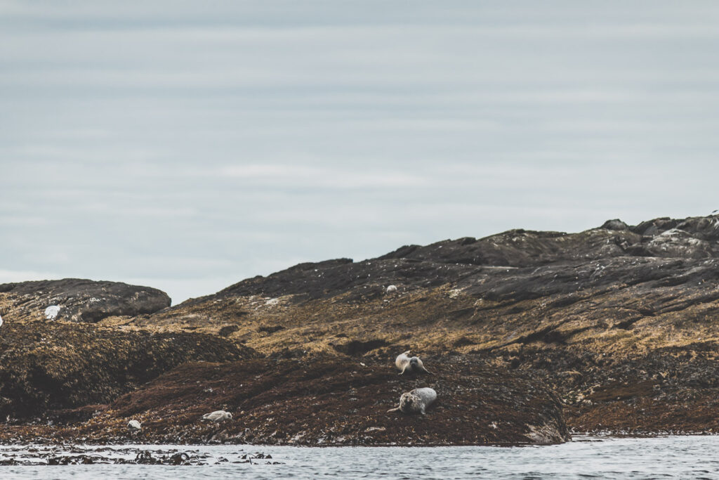 Nyksund - observation des macareux et des phoques en Norvège du Nord