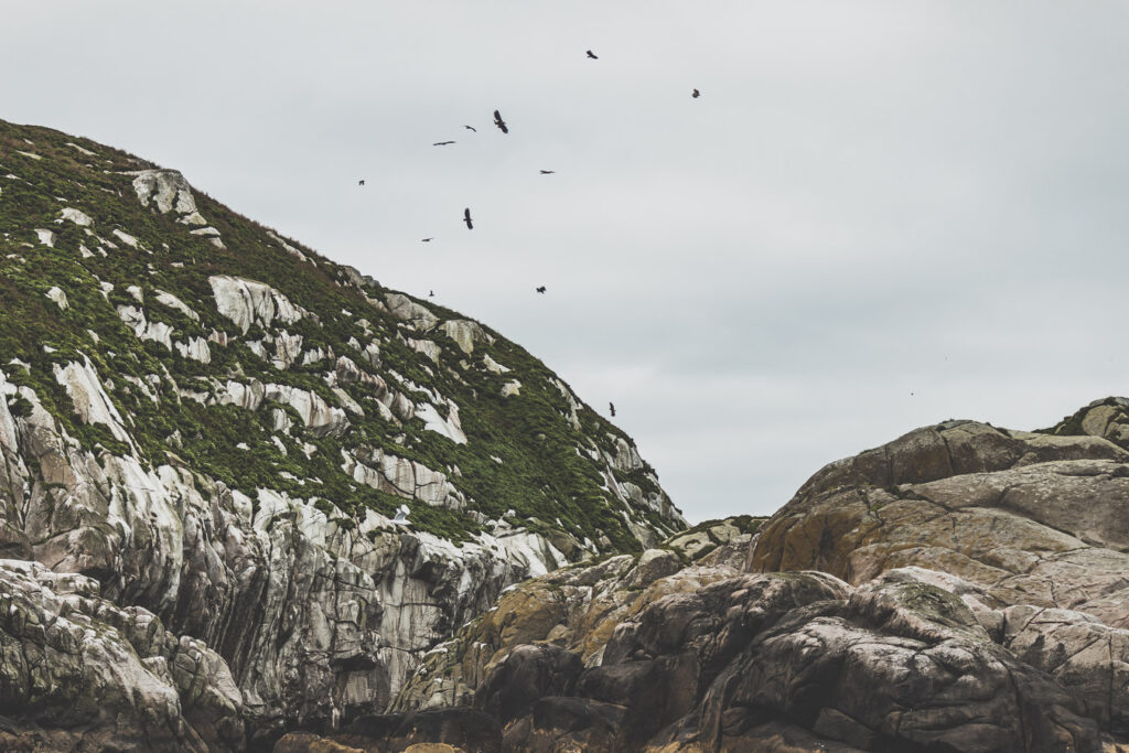 Nyksund - observation des macareux et des phoques en Norvège du Nord