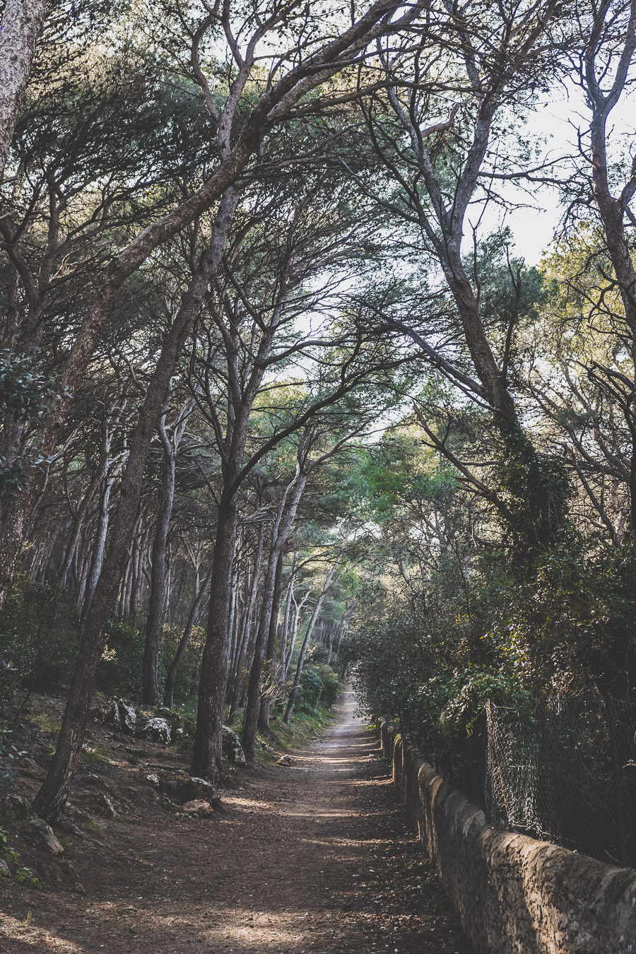 Forêt Sète