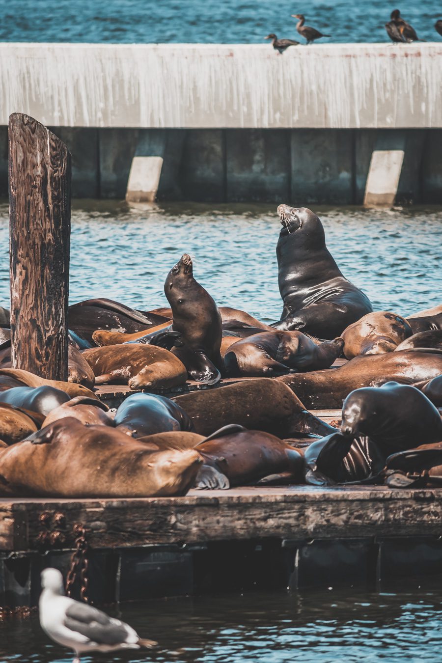 Lions de mer au Pier 39