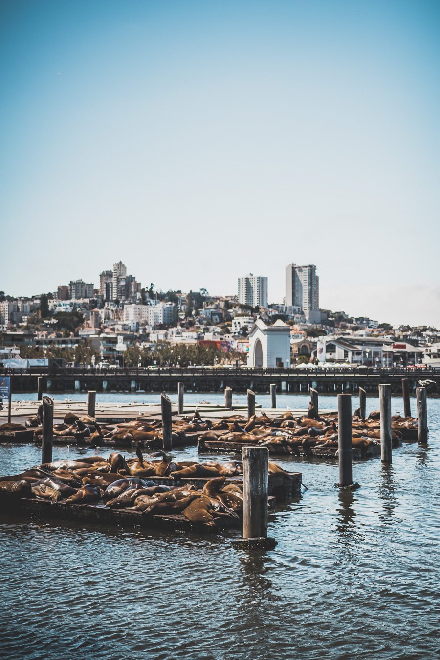 Lions de mer au Pier 39