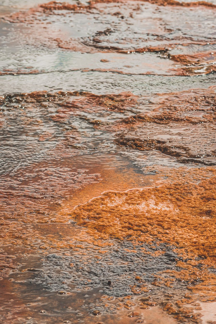 Situé aux États-Unis, le parc national de Yellowstone est l'une des destinations les plus impressionnantes et pittoresques au monde. Visiter Yellowstone, c’est découvrir des paysages époustouflants, allant des forêts, des geysers et des sources chaudes aux canyons et aux vastes prairies ouvertes, Yellowstone est vraiment un endroit pas comme les autres. Des incroyables opportunités d'observation de la faune aux randonnées, il y a quelque chose pour tous dans le parc national de Yellowstone.