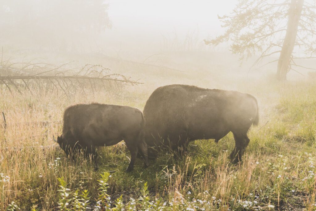 Bisons