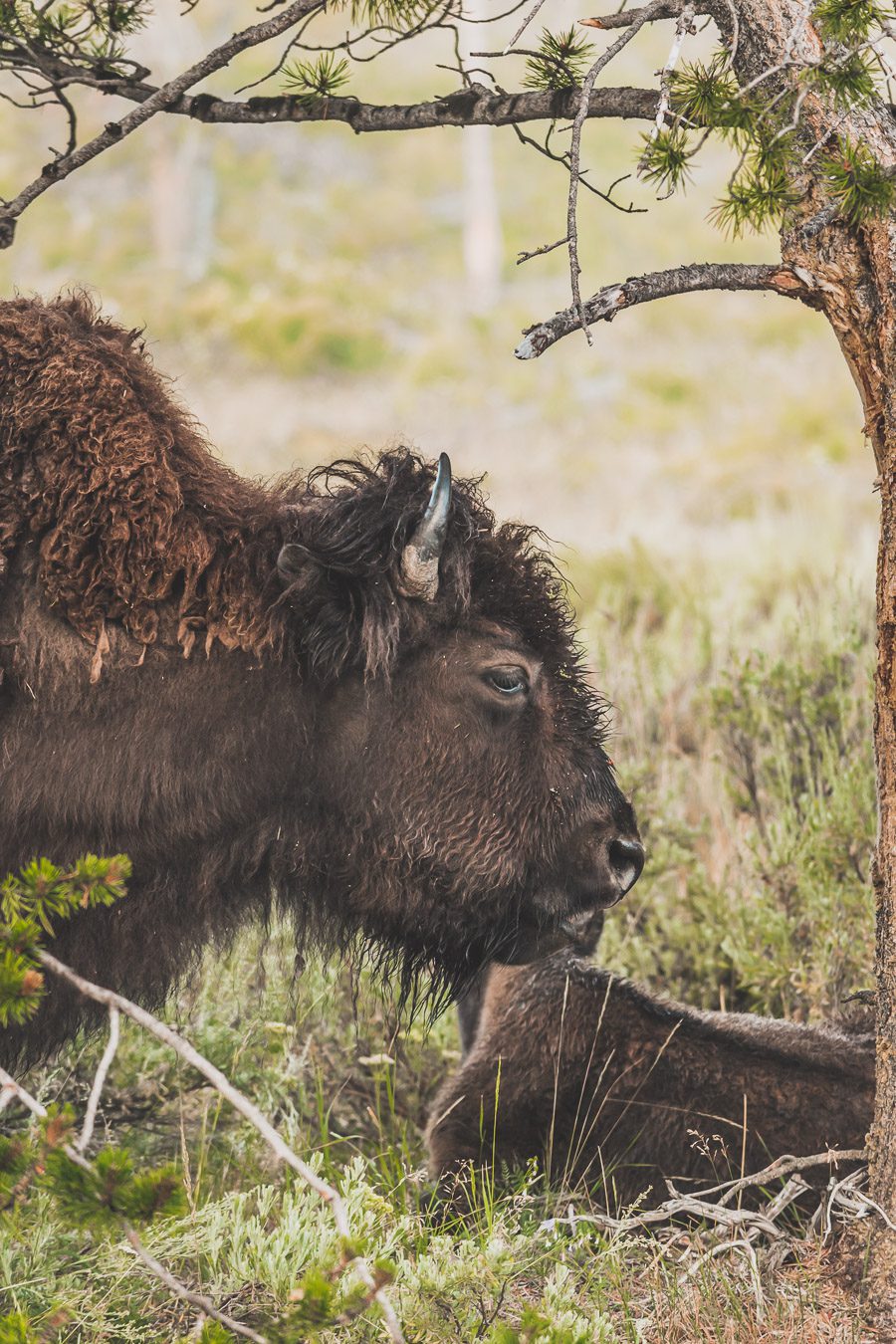 Bisons