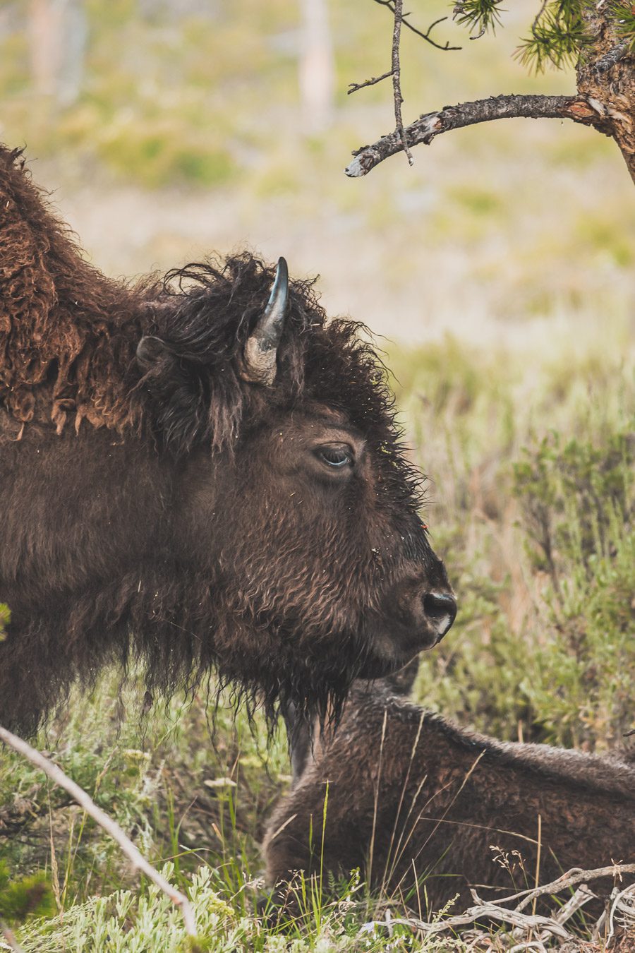 Situé aux États-Unis, le parc national de Yellowstone est l'une des destinations les plus impressionnantes et pittoresques au monde. Visiter Yellowstone, c’est découvrir des paysages époustouflants, allant des forêts, des geysers et des sources chaudes aux canyons et aux vastes prairies ouvertes, Yellowstone est vraiment un endroit pas comme les autres. Des incroyables opportunités d'observation de la faune aux randonnées, il y a quelque chose pour tous dans le parc national de Yellowstone.