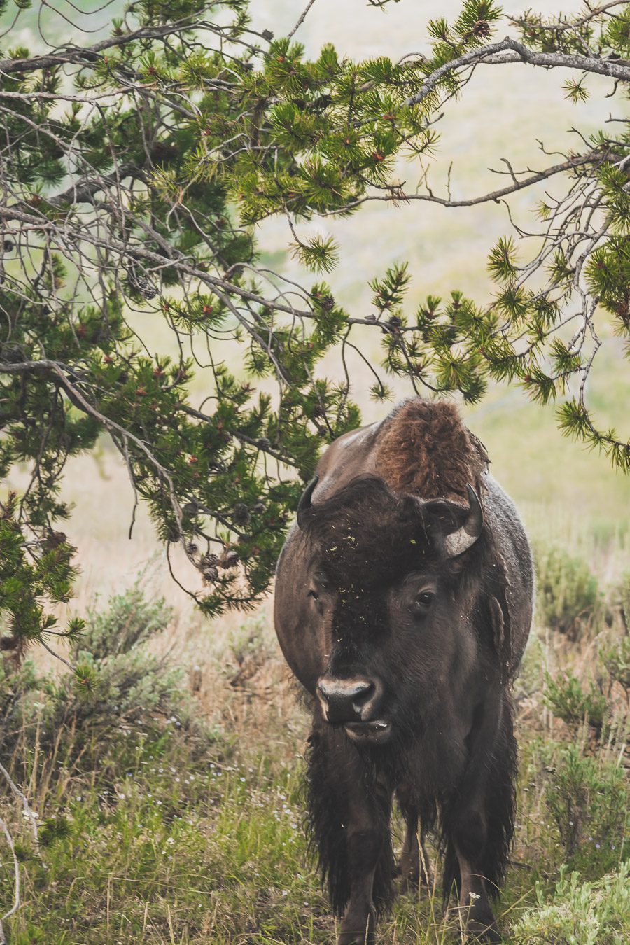 Bisons