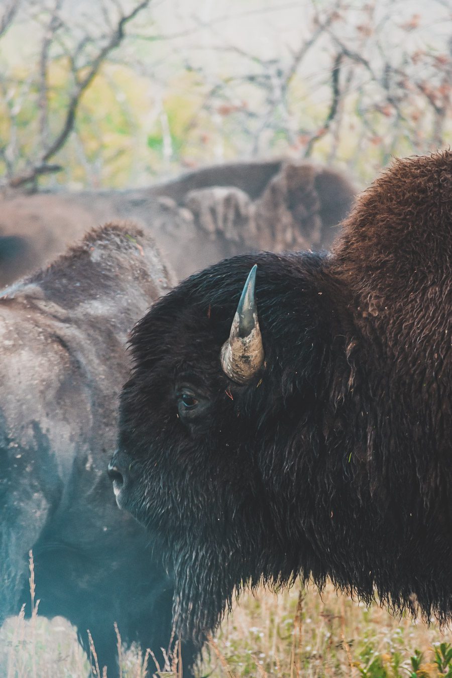 Situé aux États-Unis, le parc national de Yellowstone est l'une des destinations les plus impressionnantes et pittoresques au monde. Visiter Yellowstone, c’est découvrir des paysages époustouflants, allant des forêts, des geysers et des sources chaudes aux canyons et aux vastes prairies ouvertes, Yellowstone est vraiment un endroit pas comme les autres. Des incroyables opportunités d'observation de la faune aux randonnées, il y a quelque chose pour tous dans le parc national de Yellowstone.