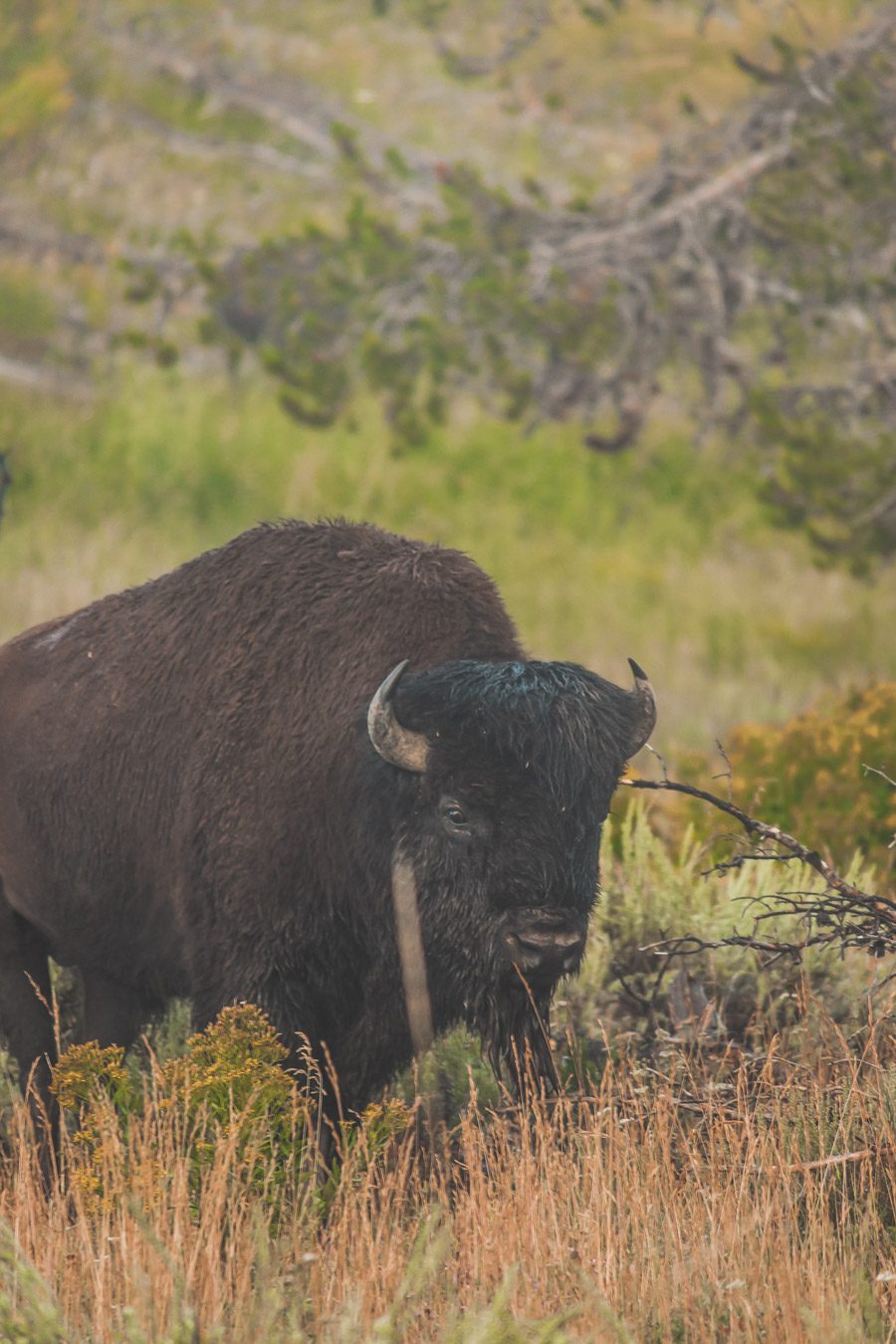 Bisons