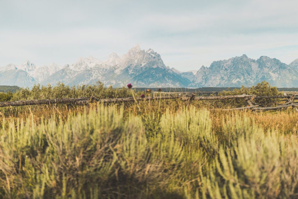 La chaîne de montagnes du Parc National de Grand Teton s'élève brusquement des collines et des vallées de la magnifique vallée de Jackson Hole. Avec des paysages à couper le souffle et certaines des randonnées les plus diverses et les plus difficiles du pays, le Grand Teton est l'une des chaînes de montagnes les plus pittoresques et les plus impressionnantes des États-Unis. Grand Teton est la destination idéale pour les aventuriers lors d'un road trip dans l'ouest américain.