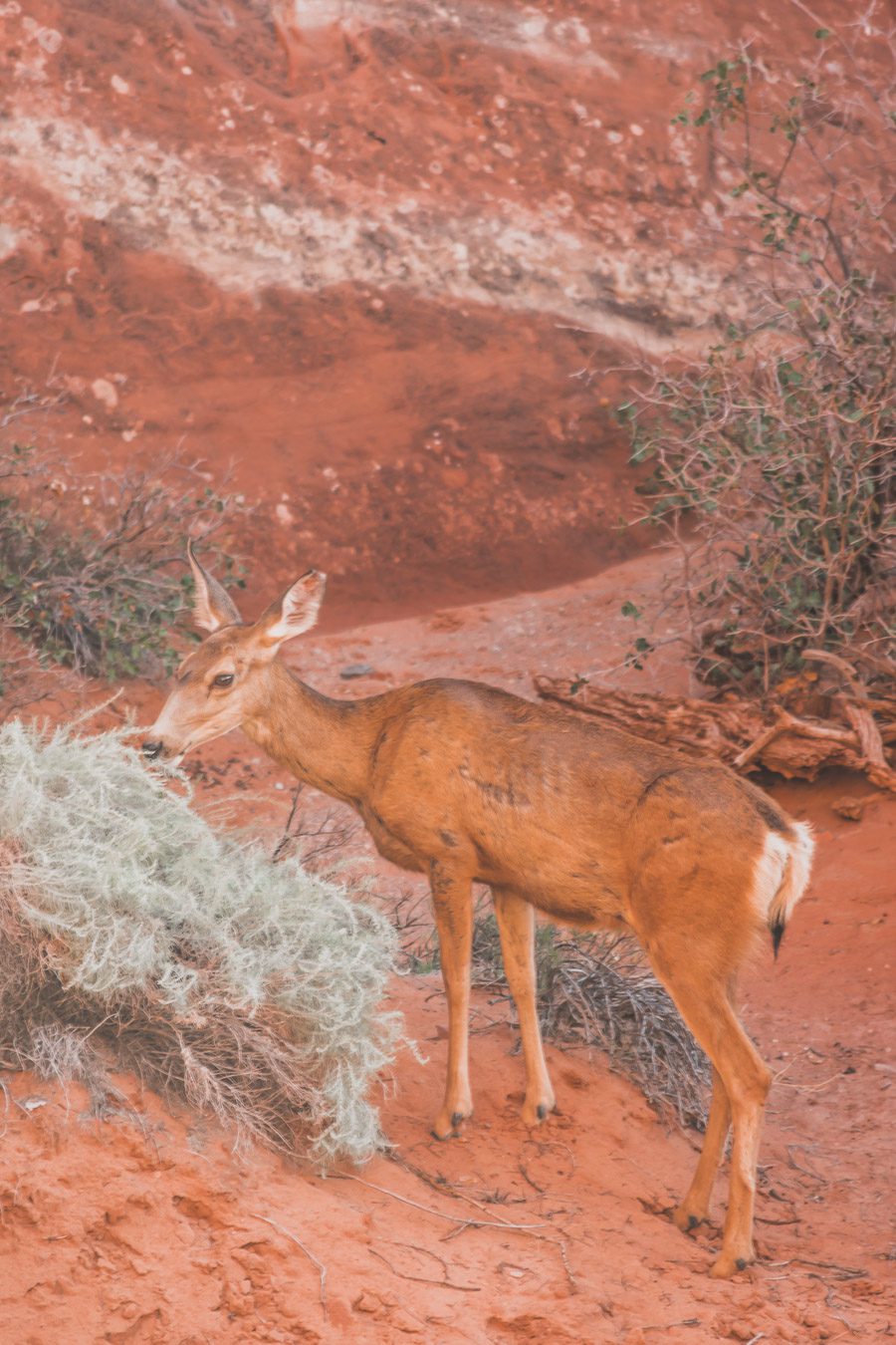 Visiter le parc national des Arches