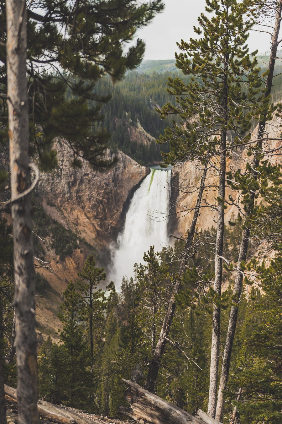 Situé aux États-Unis, le parc national de Yellowstone est l'une des destinations les plus impressionnantes et pittoresques au monde. Visiter Yellowstone, c’est découvrir des paysages époustouflants, allant des forêts, des geysers et des sources chaudes aux canyons et aux vastes prairies ouvertes, Yellowstone est vraiment un endroit pas comme les autres. Des incroyables opportunités d'observation de la faune aux randonnées, il y a quelque chose pour tous dans le parc national de Yellowstone.