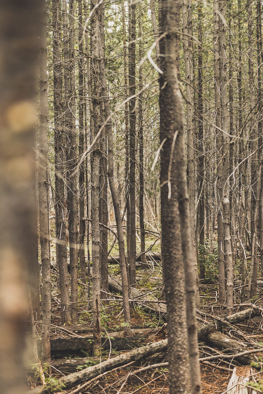 Taggart Trail, Bradley lake et Taggart Lake