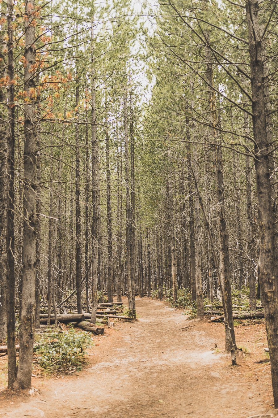 Taggart Trail, Bradley lake et Taggart Lake