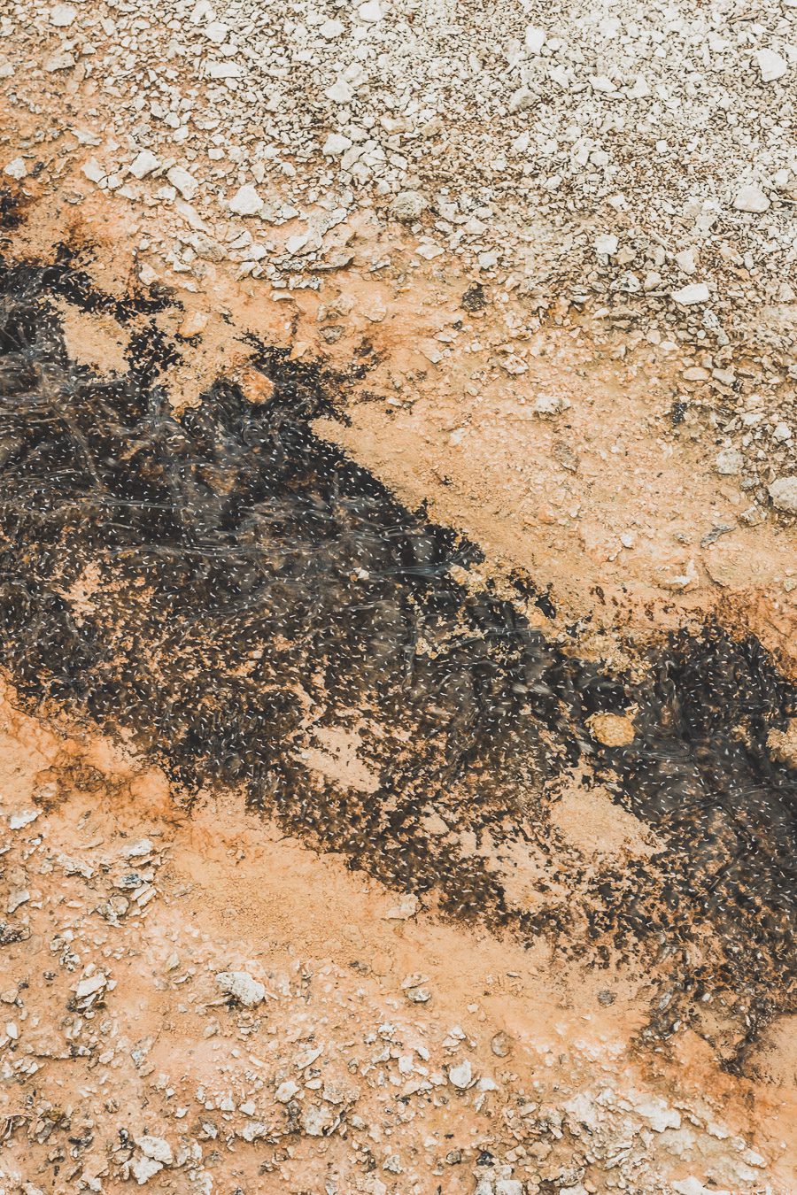 West Thumb Geyser Basin