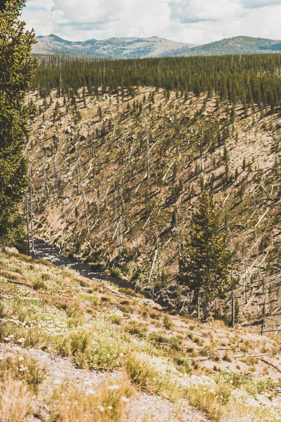 Situé aux États-Unis, le parc national de Yellowstone est l'une des destinations les plus impressionnantes et pittoresques au monde. Visiter Yellowstone, c’est découvrir des paysages époustouflants, allant des forêts, des geysers et des sources chaudes aux canyons et aux vastes prairies ouvertes, Yellowstone est vraiment un endroit pas comme les autres. Des incroyables opportunités d'observation de la faune aux randonnées, il y a quelque chose pour tous dans le parc national de Yellowstone.