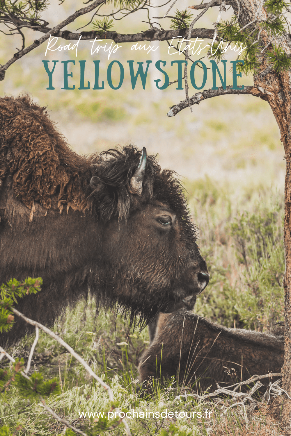 Situé aux États-Unis d'Amérique, le parc national de Yellowstone est l'une des destinations les plus impressionnantes et les plus pittoresques au monde. Bénéficiant de paysages époustouflants, allant des forêts, des geysers et des sources chaudes aux canyons et aux vastes prairies ouvertes, Yellowstone est vraiment un endroit pas comme les autres. Des incroyables opportunités d'observation de la faune aux randonnées, il y a quelque chose pour tous dans le parc national de Yellowstone.