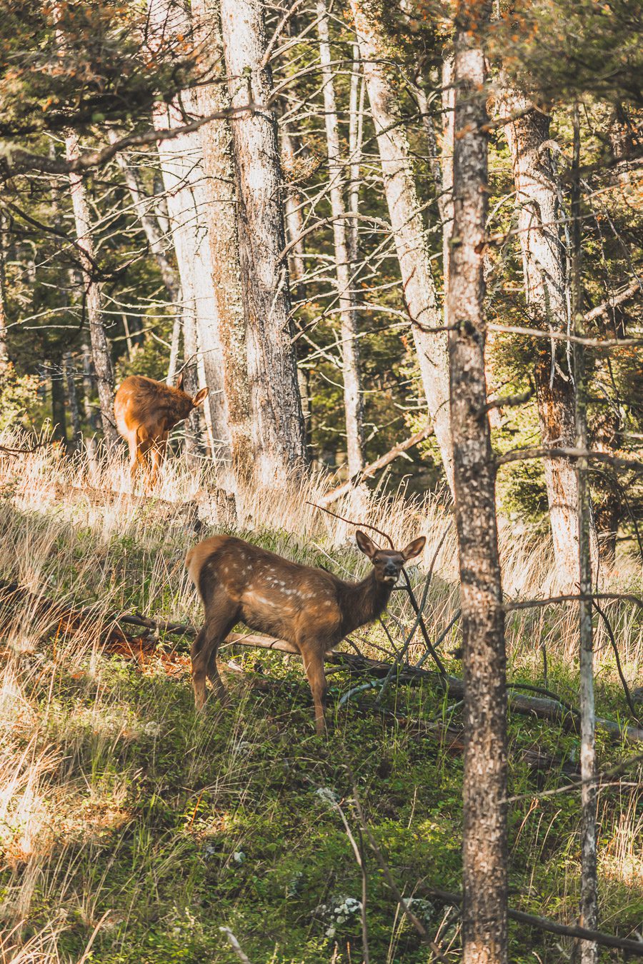 Situé aux États-Unis, le parc national de Yellowstone est l'une des destinations les plus impressionnantes et pittoresques au monde. Visiter Yellowstone, c’est découvrir des paysages époustouflants, allant des forêts, des geysers et des sources chaudes aux canyons et aux vastes prairies ouvertes, Yellowstone est vraiment un endroit pas comme les autres. Des incroyables opportunités d'observation de la faune aux randonnées, il y a quelque chose pour tous dans le parc national de Yellowstone.