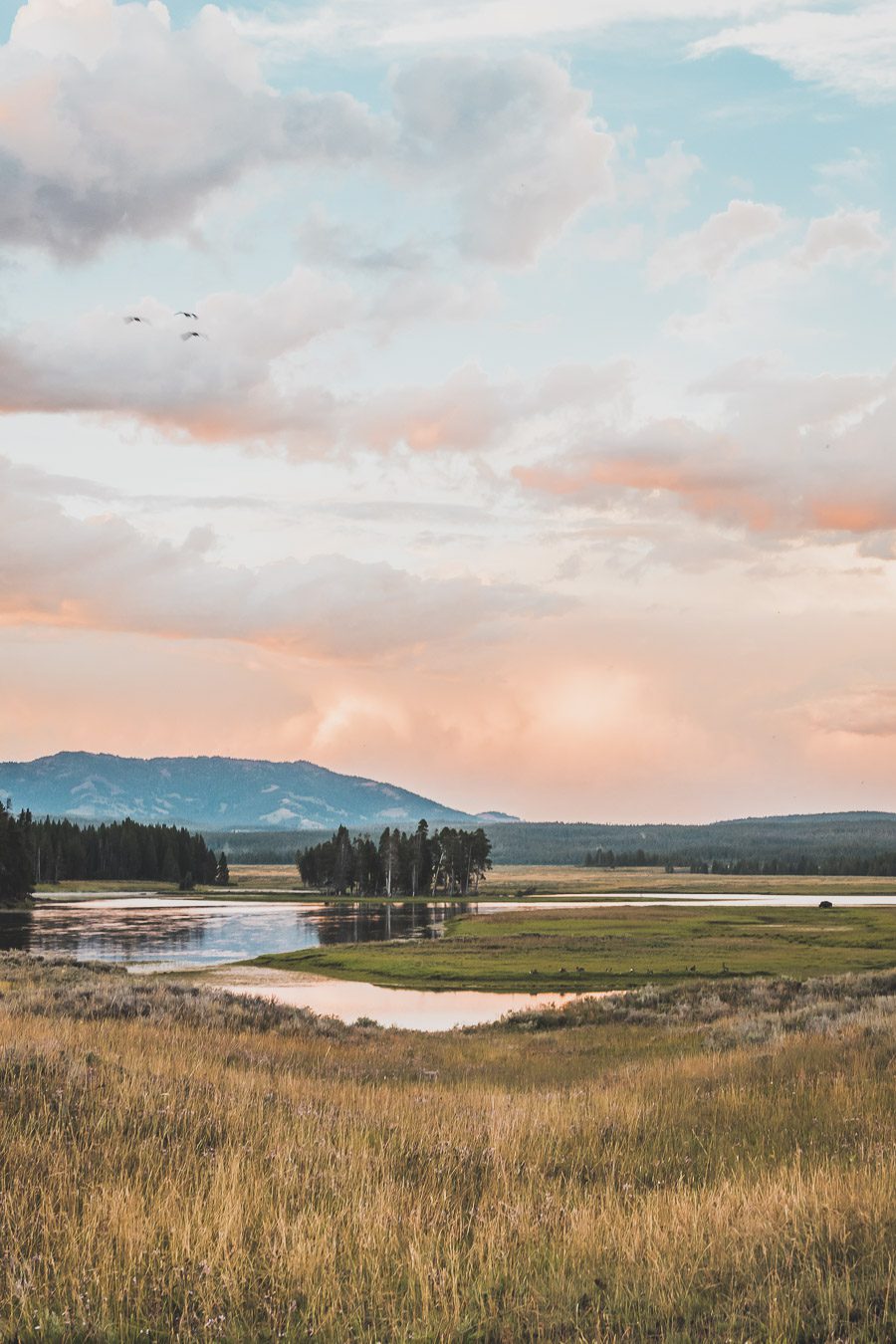 Situé aux États-Unis, le parc national de Yellowstone est l'une des destinations les plus impressionnantes et pittoresques au monde. Visiter Yellowstone, c’est découvrir des paysages époustouflants, allant des forêts, des geysers et des sources chaudes aux canyons et aux vastes prairies ouvertes, Yellowstone est vraiment un endroit pas comme les autres. Des incroyables opportunités d'observation de la faune aux randonnées, il y a quelque chose pour tous dans le parc national de Yellowstone.