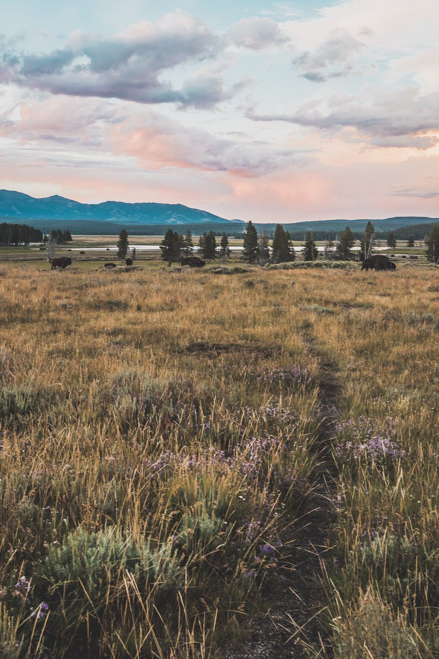 Situé aux États-Unis, le parc national de Yellowstone est l'une des destinations les plus impressionnantes et pittoresques au monde. Visiter Yellowstone, c’est découvrir des paysages époustouflants, allant des forêts, des geysers et des sources chaudes aux canyons et aux vastes prairies ouvertes, Yellowstone est vraiment un endroit pas comme les autres. Des incroyables opportunités d'observation de la faune aux randonnées, il y a quelque chose pour tous dans le parc national de Yellowstone.