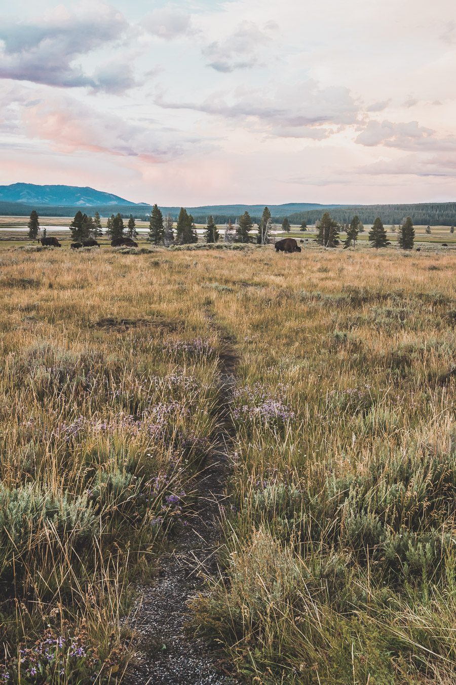 Situé aux États-Unis, le parc national de Yellowstone est l'une des destinations les plus impressionnantes et pittoresques au monde. Visiter Yellowstone, c’est découvrir des paysages époustouflants, allant des forêts, des geysers et des sources chaudes aux canyons et aux vastes prairies ouvertes, Yellowstone est vraiment un endroit pas comme les autres. Des incroyables opportunités d'observation de la faune aux randonnées, il y a quelque chose pour tous dans le parc national de Yellowstone.