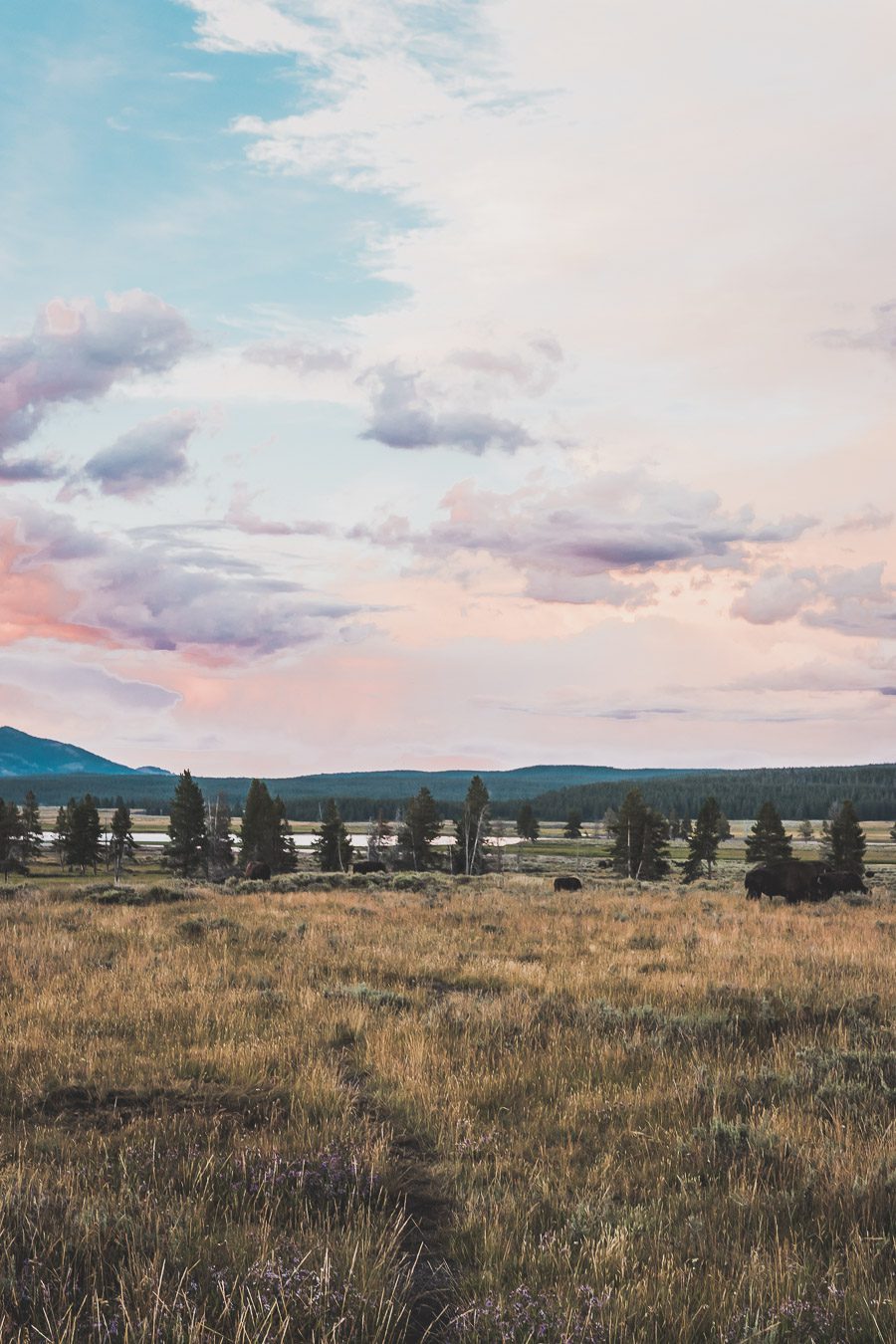 Situé aux États-Unis, le parc national de Yellowstone est l'une des destinations les plus impressionnantes et pittoresques au monde. Visiter Yellowstone, c’est découvrir des paysages époustouflants, allant des forêts, des geysers et des sources chaudes aux canyons et aux vastes prairies ouvertes, Yellowstone est vraiment un endroit pas comme les autres. Des incroyables opportunités d'observation de la faune aux randonnées, il y a quelque chose pour tous dans le parc national de Yellowstone.