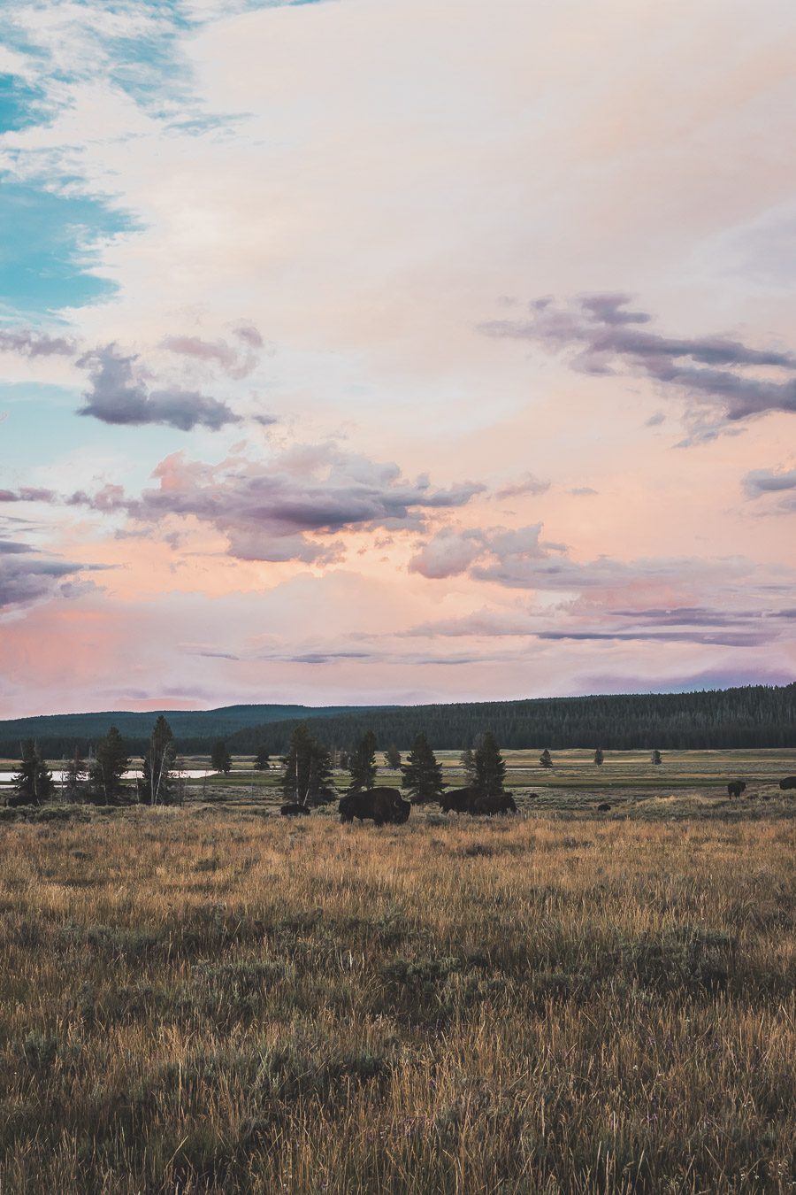 Situé aux États-Unis, le parc national de Yellowstone est l'une des destinations les plus impressionnantes et pittoresques au monde. Visiter Yellowstone, c’est découvrir des paysages époustouflants, allant des forêts, des geysers et des sources chaudes aux canyons et aux vastes prairies ouvertes, Yellowstone est vraiment un endroit pas comme les autres. Des incroyables opportunités d'observation de la faune aux randonnées, il y a quelque chose pour tous dans le parc national de Yellowstone.