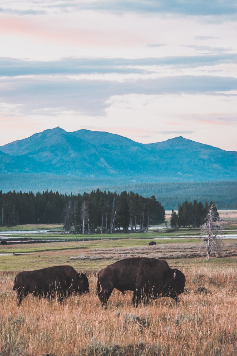 Situé aux États-Unis, le parc national de Yellowstone est l'une des destinations les plus impressionnantes et pittoresques au monde. Visiter Yellowstone, c’est découvrir des paysages époustouflants, allant des forêts, des geysers et des sources chaudes aux canyons et aux vastes prairies ouvertes, Yellowstone est vraiment un endroit pas comme les autres. Des incroyables opportunités d'observation de la faune aux randonnées, il y a quelque chose pour tous dans le parc national de Yellowstone.