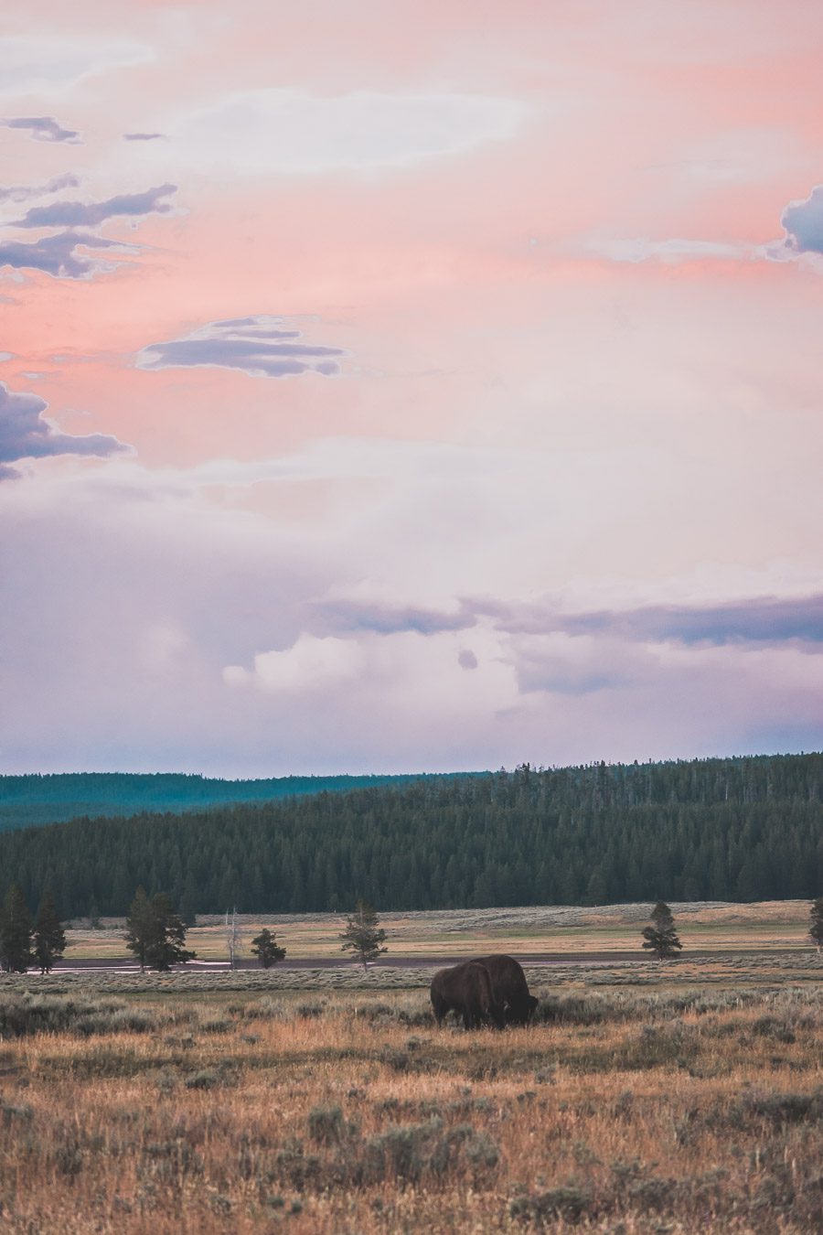 Situé aux États-Unis, le parc national de Yellowstone est l'une des destinations les plus impressionnantes et pittoresques au monde. Visiter Yellowstone, c’est découvrir des paysages époustouflants, allant des forêts, des geysers et des sources chaudes aux canyons et aux vastes prairies ouvertes, Yellowstone est vraiment un endroit pas comme les autres. Des incroyables opportunités d'observation de la faune aux randonnées, il y a quelque chose pour tous dans le parc national de Yellowstone.