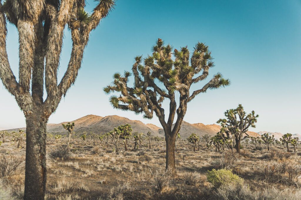 Le parc national de Joshua Tree est un paysage américain emblématique situé dans le désert de Mojave en Californie. Outre son emblématique Joshua Tree, cette oasis du désert offre des vues spectaculaires sur les chaînes de montagnes et les canyons environnants, ainsi qu'une abondance d'animaux sauvages incroyables. Préparez-vous à vivre l'une des expériences désertiques les plus uniques et les plus immersives d'un road trip aux États-Unis - bienvenue à Joshua Tree National Park !