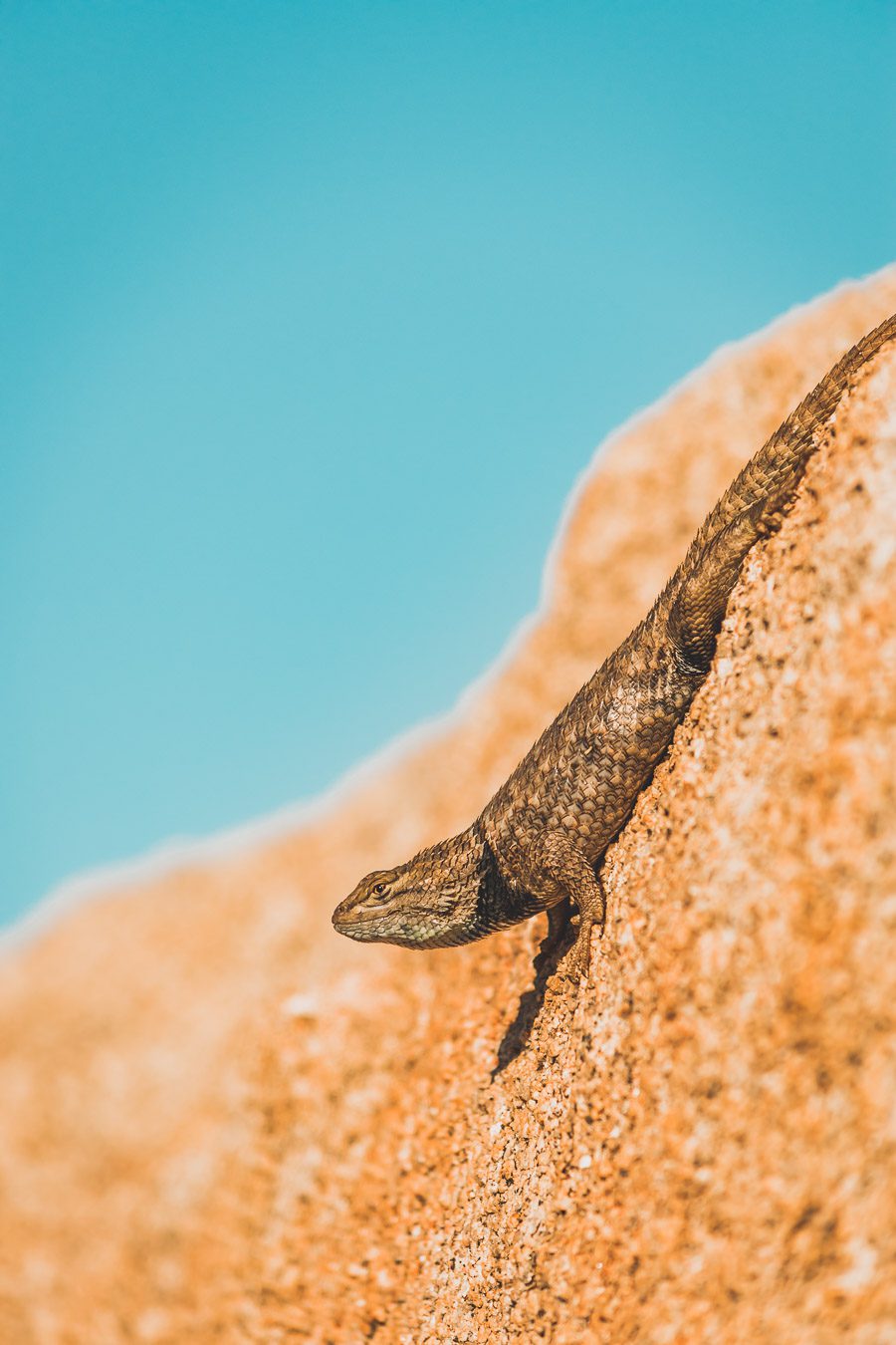 Le parc national de Joshua Tree est un paysage américain emblématique situé dans le désert de Mojave en Californie. Outre son emblématique Joshua Tree, cette oasis du désert offre des vues spectaculaires sur les chaînes de montagnes et les canyons environnants, ainsi qu'une abondance d'animaux sauvages incroyables. Préparez-vous à vivre l'une des expériences désertiques les plus uniques et les plus immersives d'un road trip aux États-Unis - bienvenue à Joshua Tree National Park !