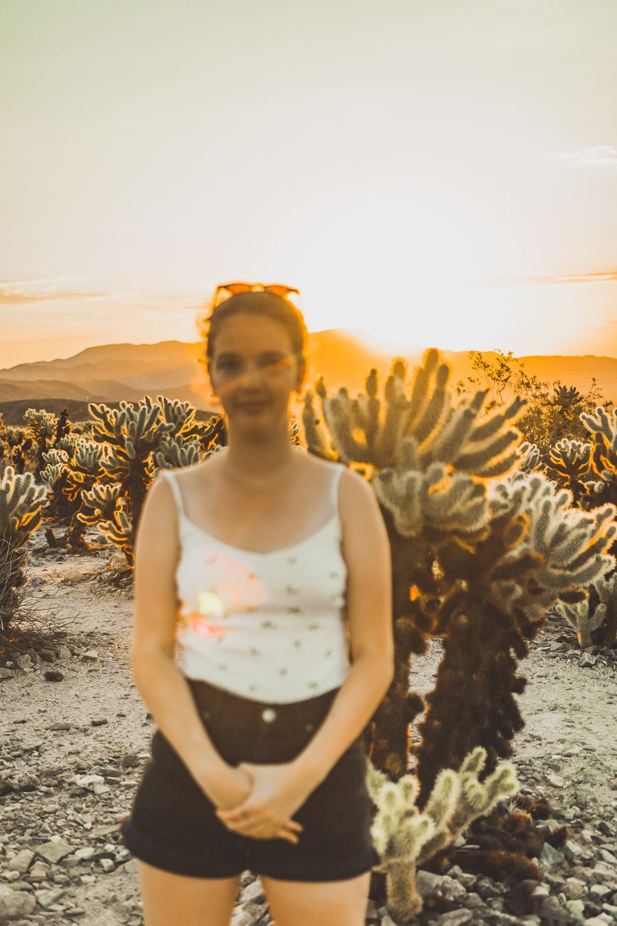 Cholla cactus garden